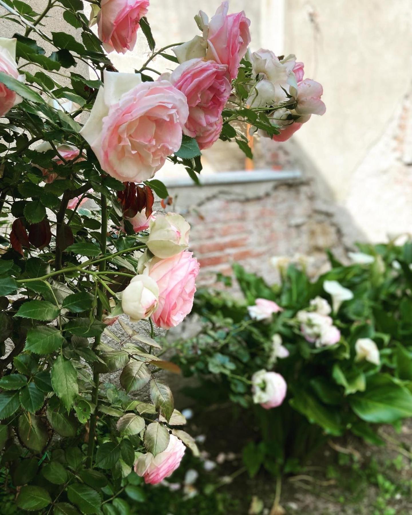 Victoria House B&B Pisa Bagian luar foto